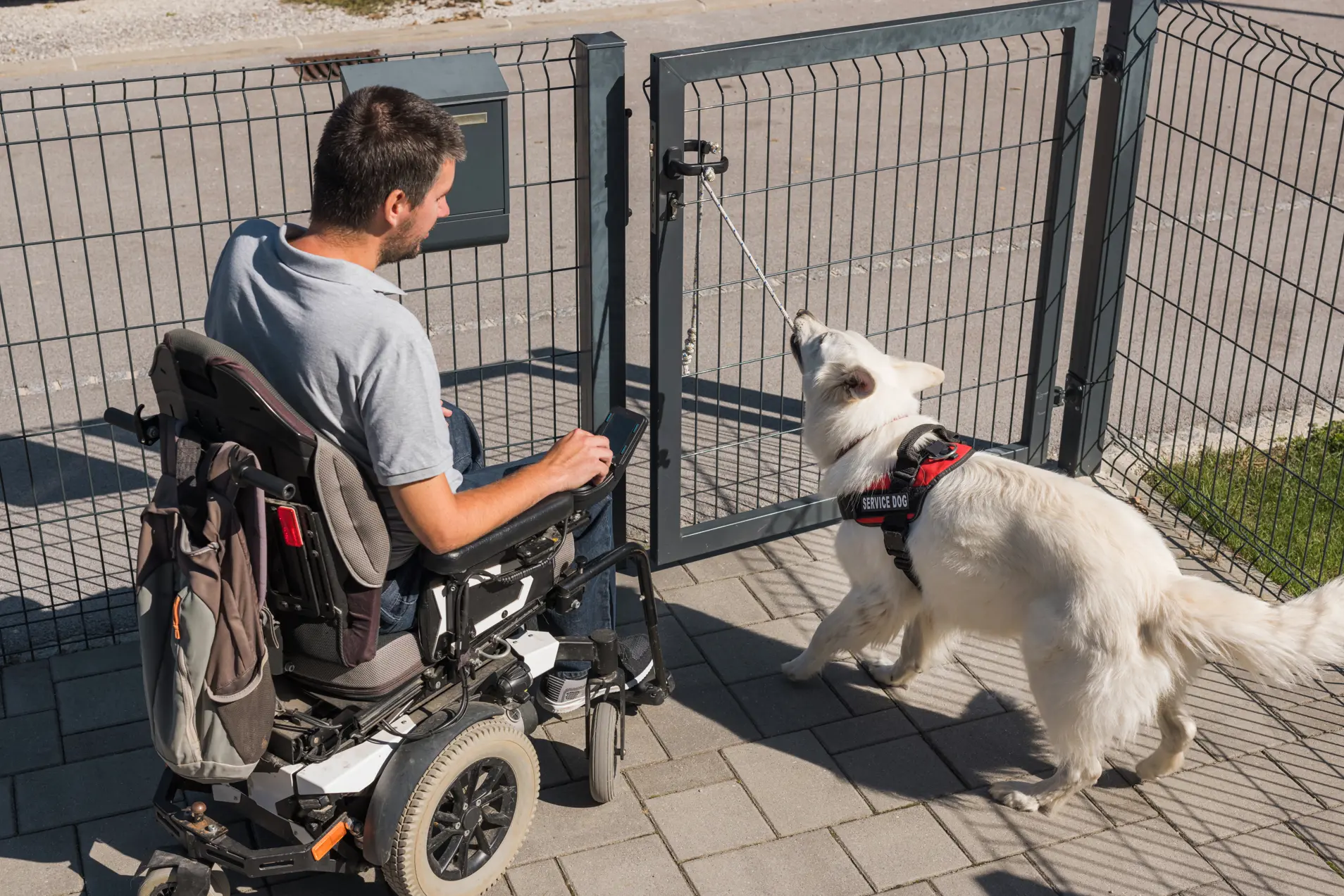 Servicehund