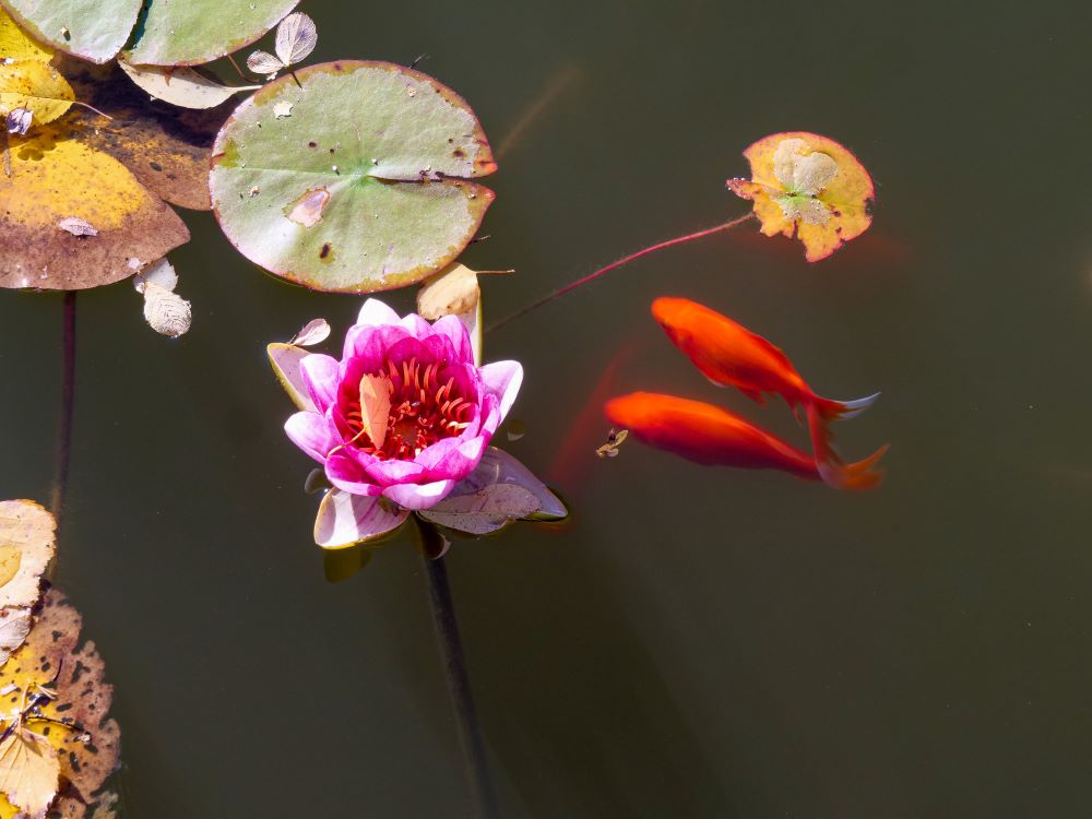 Et nærbilde av noen blomster