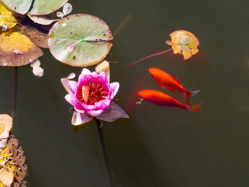Et nærbilde av noen blomster