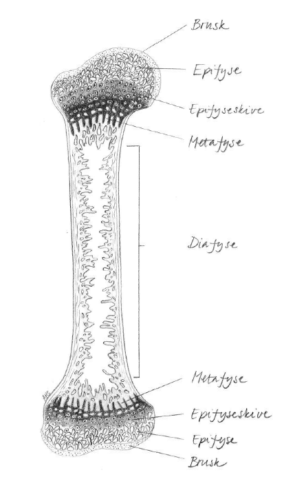 Illustrasjon av en knokkel, lårben. Bildet viser de ulike delene av knokkelen: Leddbrusken, knokkelenden (epifysen), vekstskiven (epifyseskiven), området mellom knokkelenden og knokkelskaftet (metafysen) og knokkelskaftet (diafysen).