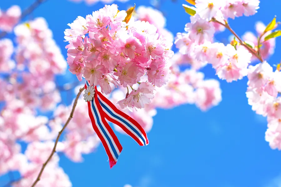 Bilde av en gren med kirsebærblomster, på grenen henger en 17. mai-sløyfe.