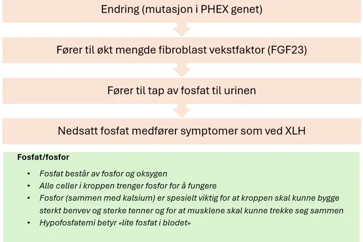 Figur som viser at mutasjon i PHEX genet fører til økt mengde fibroblast vekstfaktor 23, gir igjen tap av fosfat i urinen, nedsatt fosfat medfører symptomer som beskrevet ved XLH