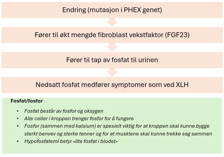 Figur som viser at mutasjon i PHEX genet fører til økt mengde fibroblast vekstfaktor 23, gir igjen tap av fosfat i urinen, nedsatt fosfat medfører symptomer som beskrevet ved XLH