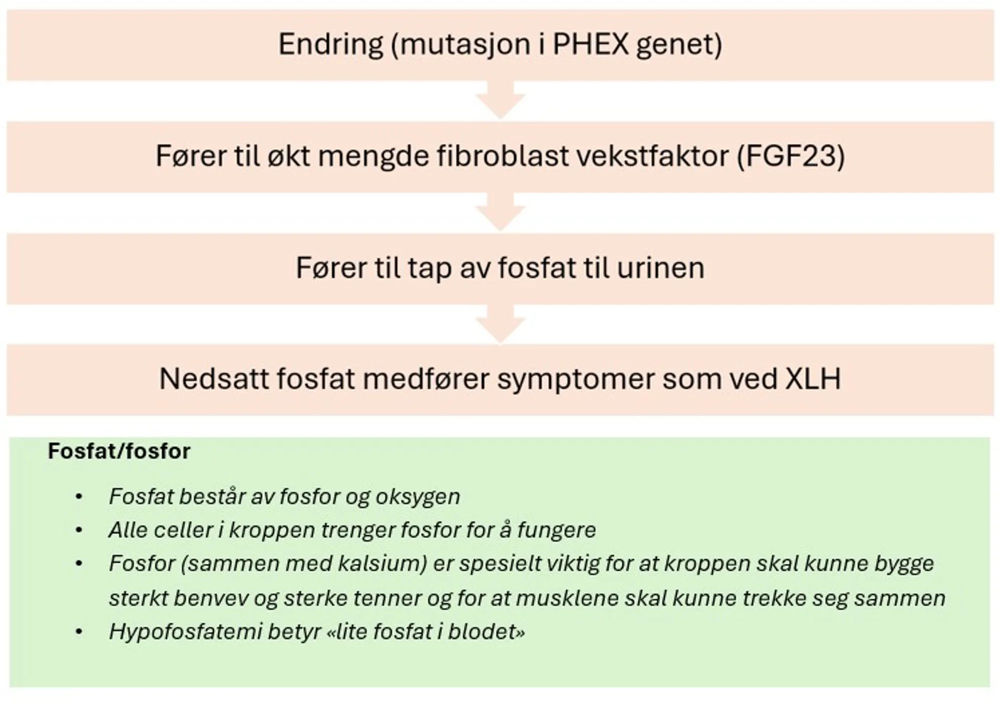 Figur som viser at mutasjon i PHEX genet fører til økt mengde fibroblast vekstfaktor 23, gir igjen tap av fosfat i urinen, nedsatt fosfat medfører symptomer som beskrevet ved XLH