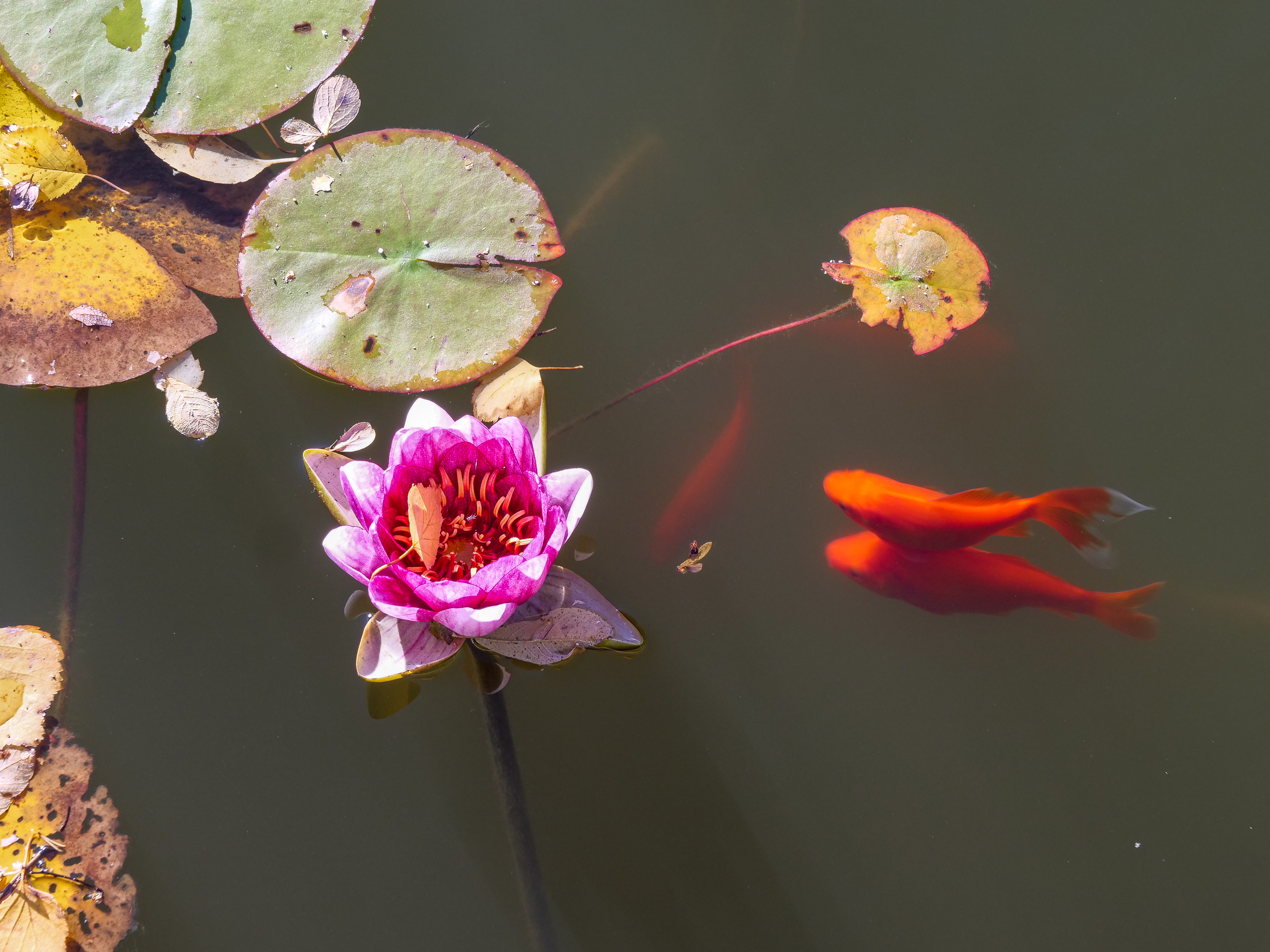 Et nærbilde av en blomst og to fisker
