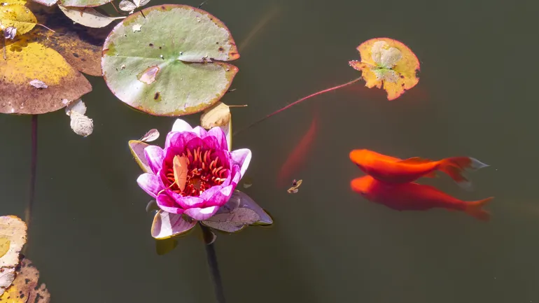 Et nærbilde av en blomst og to fisker