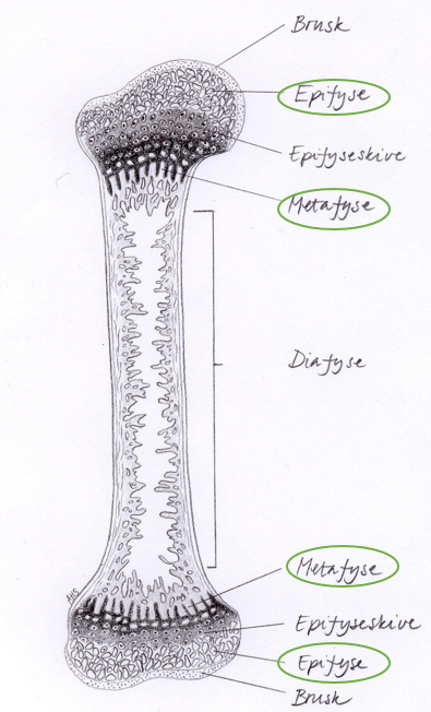 Illustrasjon av en lang rørknokkel i skjelettet (lårbenet), med ulike deler av knokkelen