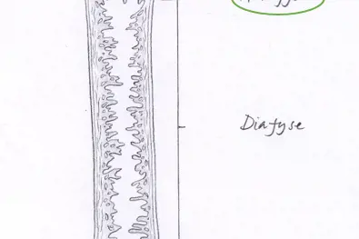 Illustrasjon av en lang rørknokkel i skjelettet (lårbenet), med ulike deler av knokkelen