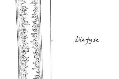 Figur 1. Illustrasjon av en lang rørknokkel i skjelettet (lårbenet). Bildet viser de ulike delene av knokkelen: Leddbrusken, kno