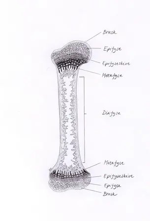 Tegning av en knokkel