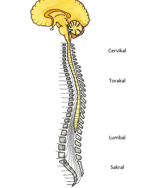 Illustrasjon av hjerne, ryggrad og ryggmargskanalen