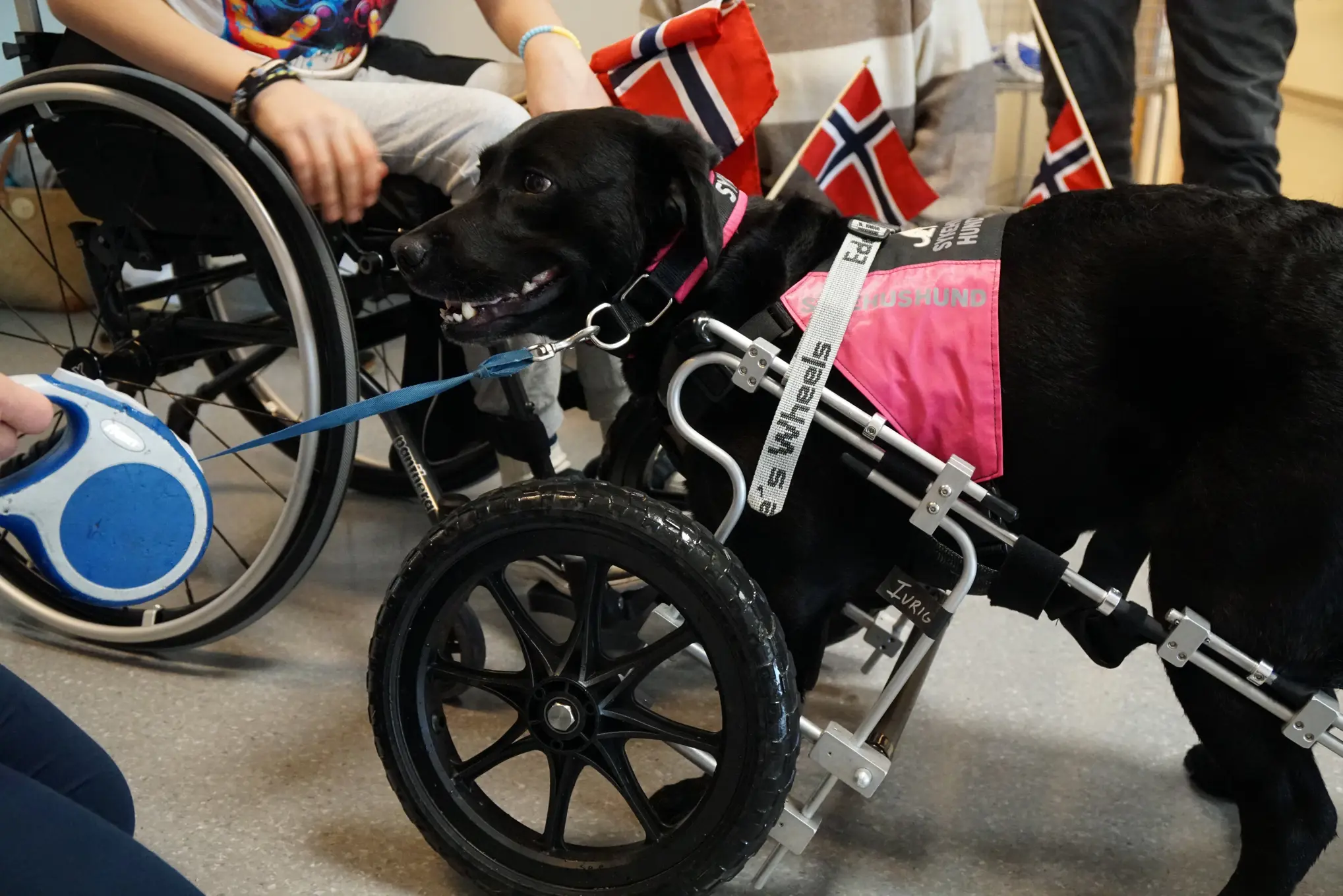 En sort hund med rullestol hilser på mennesker. De står i rundt henne med flagg