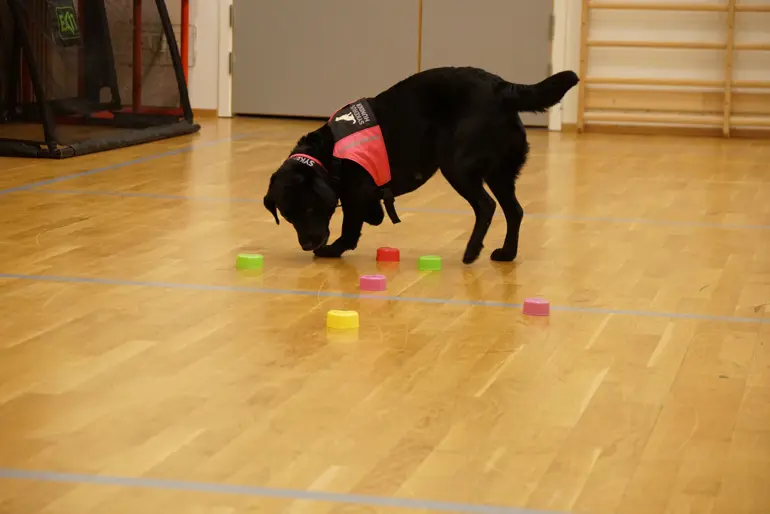 En sort servicehund som leter etter godbiter gjemt i fargerike flastbokser